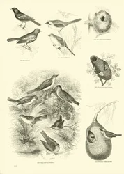 Page from The Pictorial Museum of Animated Nature