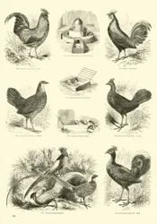 Page from The Pictorial Museum of Animated Nature