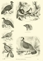 Page from The Pictorial Museum of Animated Nature