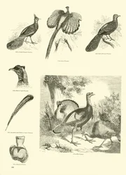 Page from The Pictorial Museum of Animated Nature