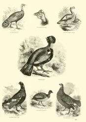 Page from The Pictorial Museum of Animated Nature