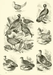 Page from The Pictorial Museum of Animated Nature