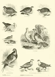 Page from The Pictorial Museum of Animated Nature