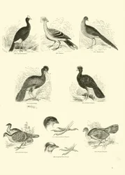 Page from The Pictorial Museum of Animated Nature