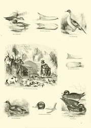 Page from The Pictorial Museum of Animated Nature