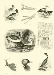 Page from The Pictorial Museum of Animated Nature
