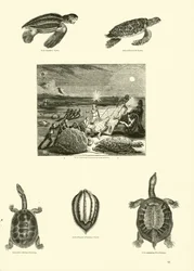 Page from The Pictorial Museum of Animated Nature