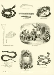 Page from The Pictorial Museum of Animated Nature