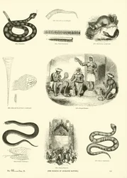 Page from The Pictorial Museum of Animated Nature
