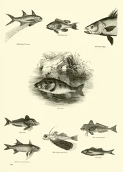 Page from The Pictorial Museum of Animated Nature