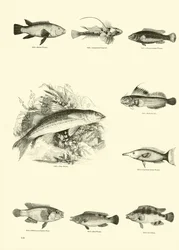 Page from The Pictorial Museum of Animated Nature