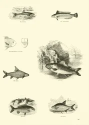 Page from The Pictorial Museum of Animated Nature