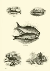 Page from The Pictorial Museum of Animated Nature