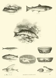 Page from The Pictorial Museum of Animated Nature