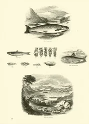 Page from The Pictorial Museum of Animated Nature