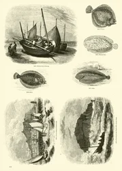 Page from The Pictorial Museum of Animated Nature