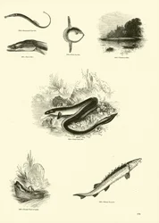 Page from The Pictorial Museum of Animated Nature