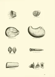 Page from The Pictorial Museum of Animated Nature