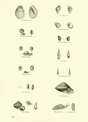 Page from The Pictorial Museum of Animated Nature