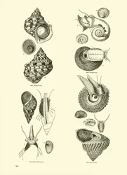 Page from The Pictorial Museum of Animated Nature