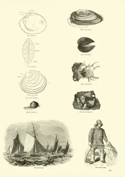 Page from The Pictorial Museum of Animated Nature