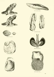 Page from The Pictorial Museum of Animated Nature