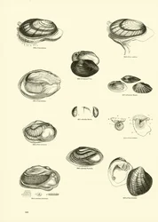 Page from The Pictorial Museum of Animated Nature
