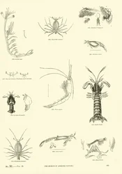 Page from The Pictorial Museum of Animated Nature