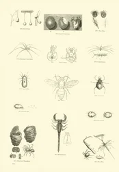 Page from The Pictorial Museum of Animated Nature