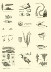 Page from The Pictorial Museum of Animated Nature