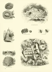 Page from The Pictorial Museum of Animated Nature