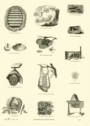 Page from The Pictorial Museum of Animated Nature
