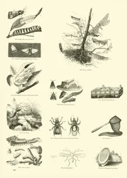 Page from The Pictorial Museum of Animated Nature