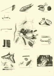 Page from The Pictorial Museum of Animated Nature