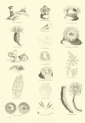 Page from The Pictorial Museum of Animated Nature