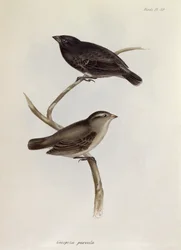 Pair of Geospiza Parvula, illustration from The Zoology of the Voyage of H.M.S. Beagle, 1832-36 by Charles Darwin, 1840