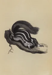 Palm Squirrel