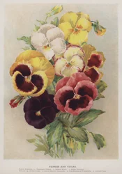 Pansies and Violas