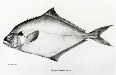 Paropsis Signata, Plate 13 from 