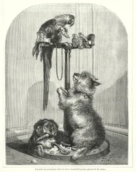 Parrot and dogs