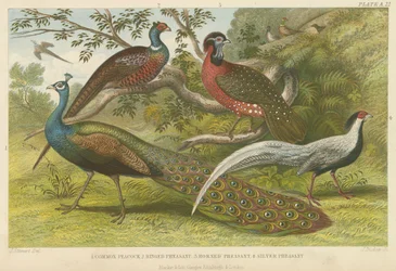 Peacock and pheasants
