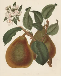 Pear Doyenne du Comice