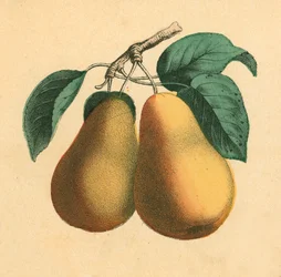 Pears