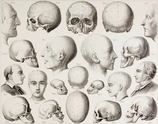 Phrenological illustration showing the psychological relations of the brain, from a 19th century print