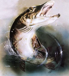 Pike leaping