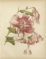 Pink lily
