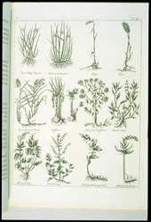 Plants from Culpeper