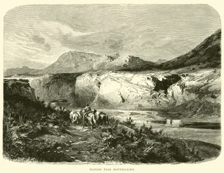 Platani Near Montallegro