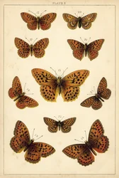 Plate from Our Country