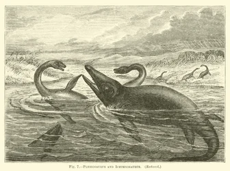 Plesiosaurus and Ichthyosaurus